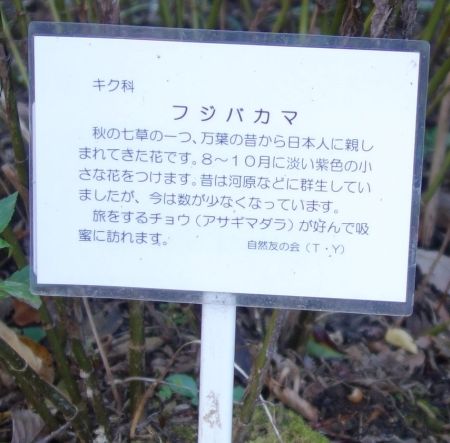 フジバカマ