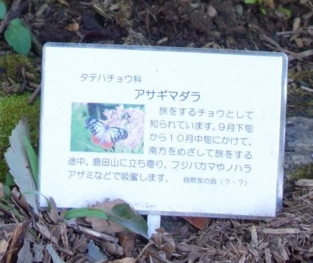 アサギマダラ