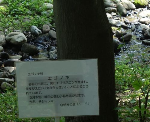 エゴノキ