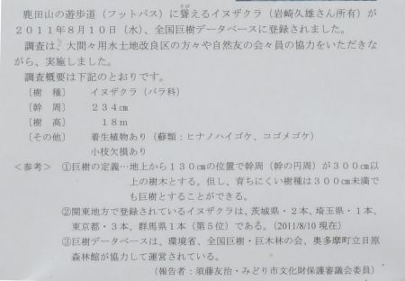 イヌザクラ