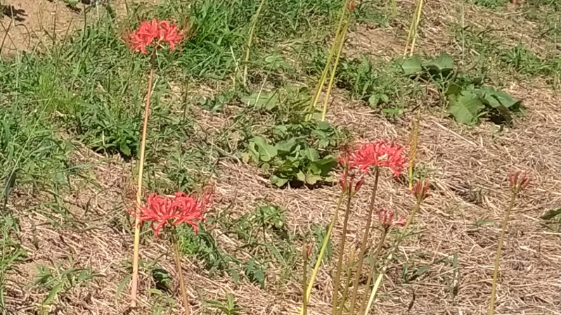ヒガンバナ