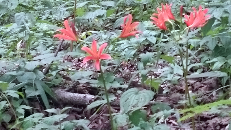 キツネノカミソリ