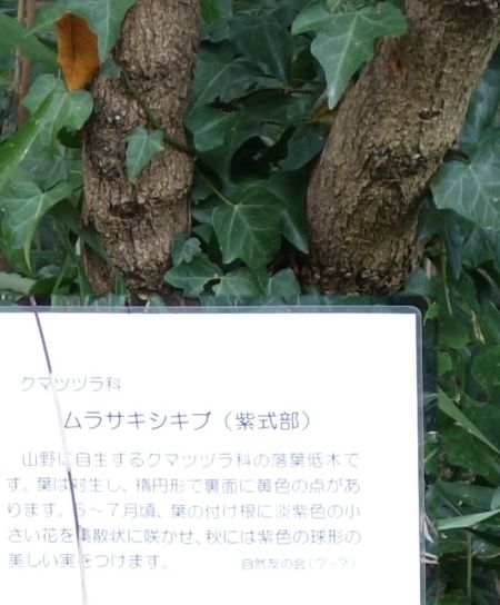 ムラサキシキブ