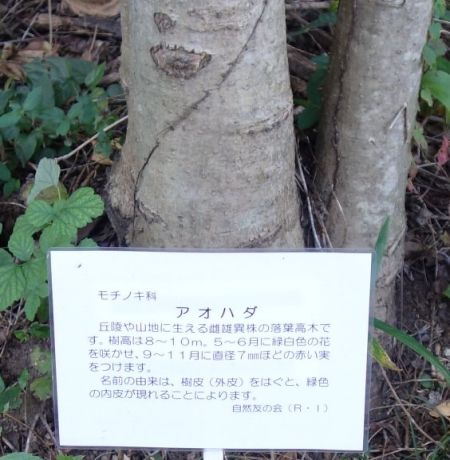 アオハダ