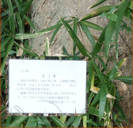 エノキ