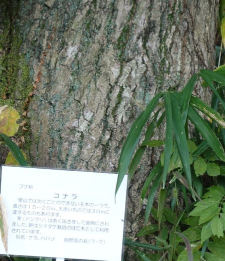 コナラ