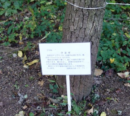 クヌギ
